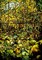 A Leaded Glass Window of a Woodland Scene Poster Print by Tiffany Studios - Item # VARPDX265613